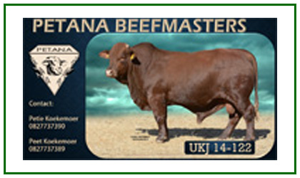 Petana Beefmasters