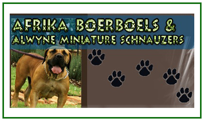 Afrika Boerboels