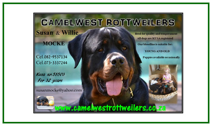 Camelwest Rottweilers