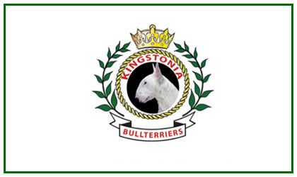 KINGSTONIA BULL TERRIERS